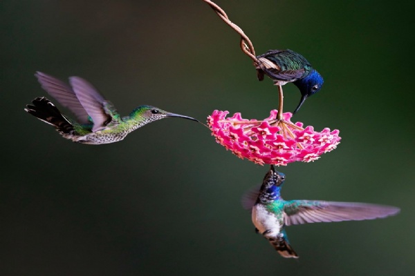 BIRD PHOTO ART - đam mê cùng những cánh chim