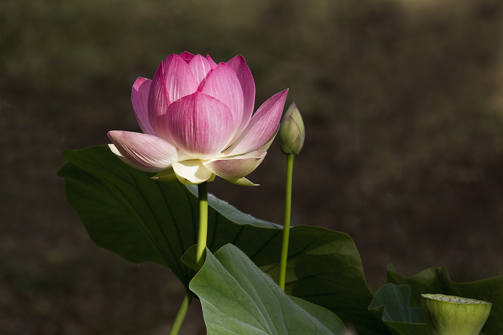 Lotus_mg_7628s