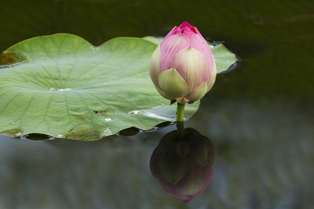 Lotus_mg_7682s