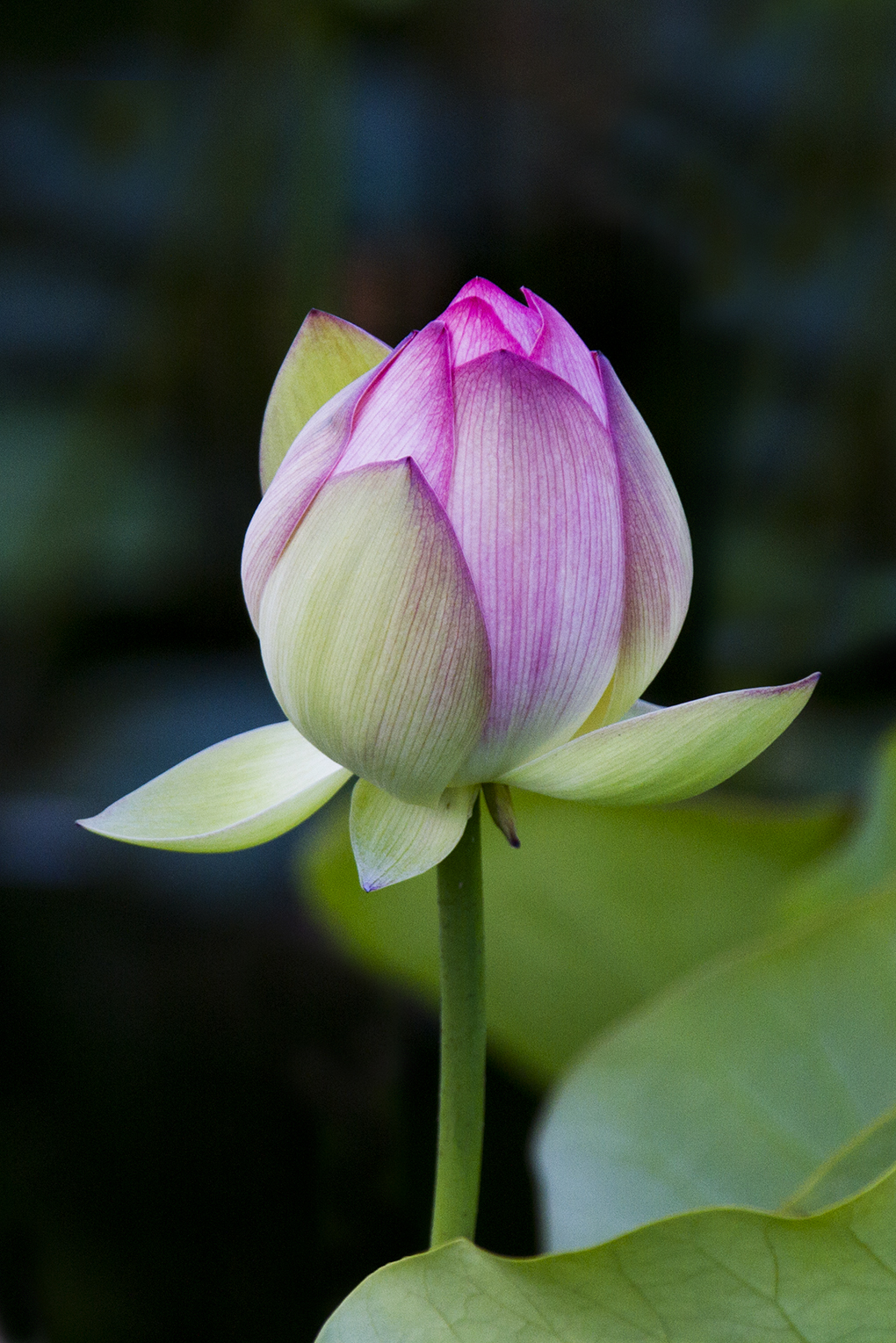 Lotus_mg_7984s
