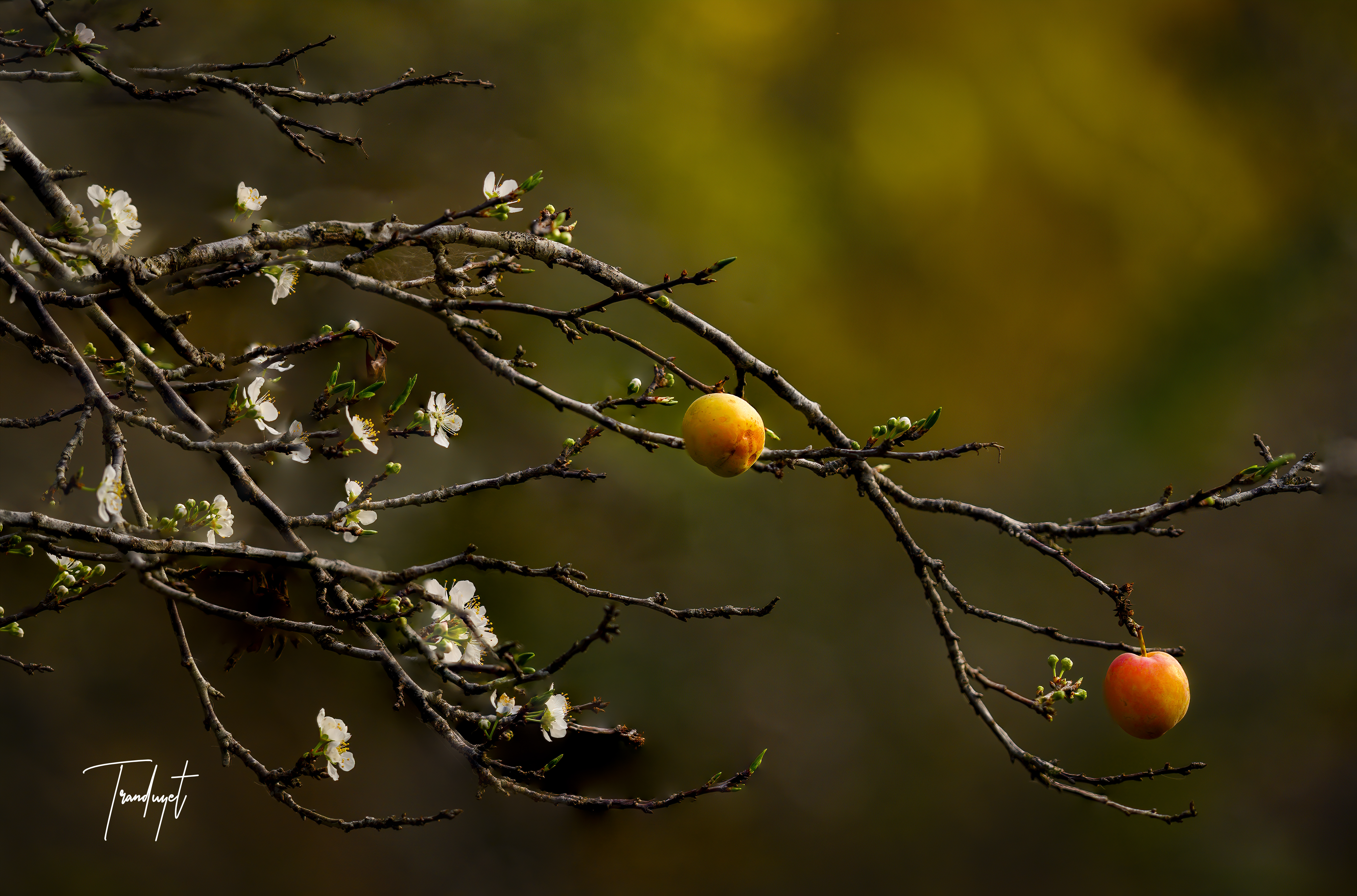 Hoa mận Tây Bắc 10